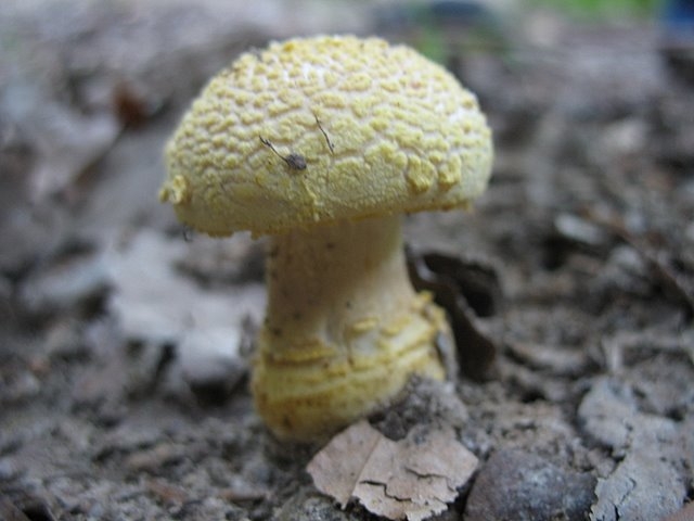 Amanita franchetii